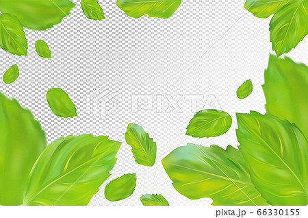 Mint leaves background. Flying green mint on transparent background. Aromatic fresh mint in motion. Packing design of tea. Vector illustration. Mint leaves background. Flying green mint on transparent background. Aromatic fresh mint in motion. Packing design of tea. Vector illustration. 66330155