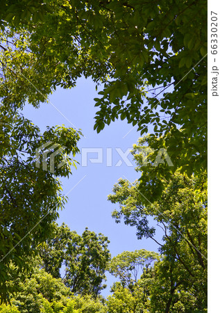 木々と青空 鶴見緑地公園(大阪)にて 木々と青空 鶴見緑地公園(大阪)にて 66330207