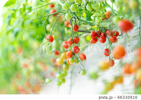 トマト プチトマト ミニトマト フルーツトマト 手作り ビニールハウス 無農薬 農業 農家 野菜 66330910