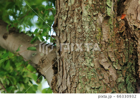 樹木の幹のクローズアップ 樹木の幹のクローズアップ 66330932