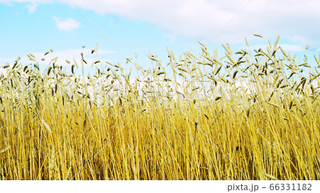 golden wheat field golden wheat field 66331182