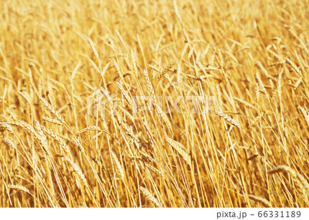 golden wheat field golden wheat field 66331189
