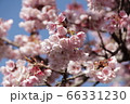 鎮国寺の緋寒桜【2020年02月】04 66331230
