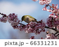鎮国寺の緋寒桜とメジロ【2020年02月】12 66331231