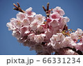 鎮国寺の緋寒桜【2020年02月】07 66331234
