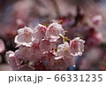 鎮国寺の緋寒桜【2020年02月】08 66331235
