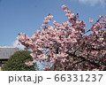 鎮国寺の緋寒桜【2020年02月】09 66331237