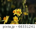 鎮国寺の水仙【2020年02月】02 66331241