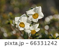 鎮国寺の水仙【2020年02月】03 66331242