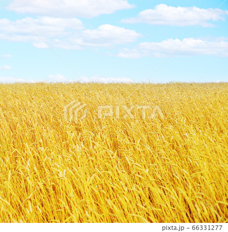 golden wheat field 66331277