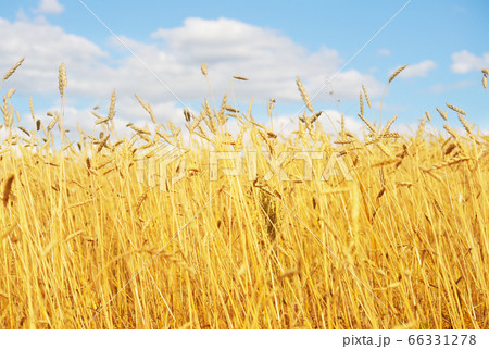 golden wheat field 66331278