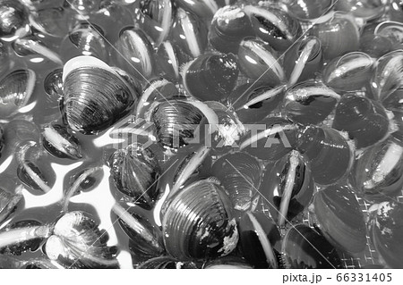 砂抜き中の「宍道湖産の活シジミ」 66331405