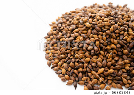 麦茶の麦 麦茶の麦 66335843