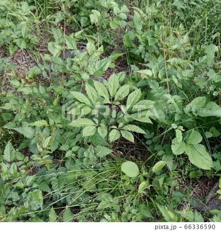 緑 緑色 花 66336590