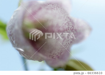 鳥取 四季の散歩 夏 花 鳥取 四季の散歩 夏 花 66336610