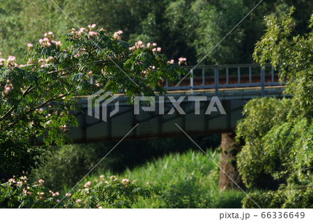 鳥取　四季の散歩　夏　花  66336649