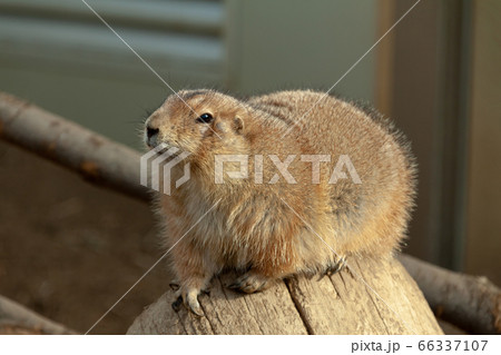 鼻を突き出し臭いを嗅ぐオグロプレーリードッグ 鼻を突き出し臭いを嗅ぐオグロプレーリードッグ 66337107