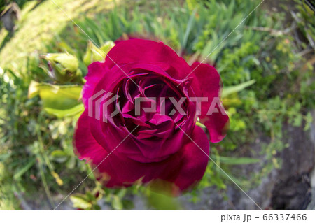 red rose flower moving in the wind 66337466