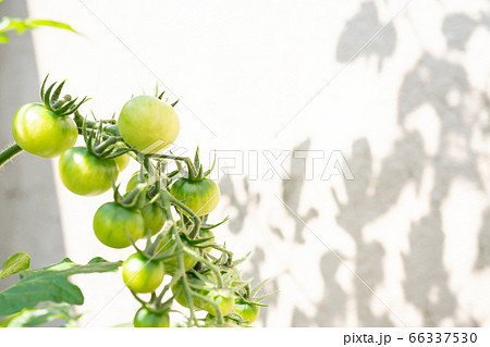 ミニトマト 成長過程の写真素材