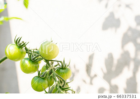 ミニトマト 成長過程の写真素材