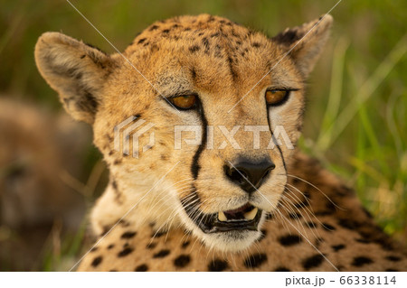 Close-up of cheetah turninng to look round Close-up of cheetah turninng to look round 66338114