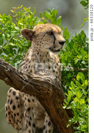 Close-up of cheetah sitting by leafy bushes 66338120