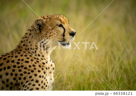 Close-up of cheetah sitting in grass staring Close-up of cheetah sitting in grass staring 66338121