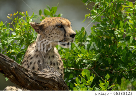 Close-up of cheetah sitting among leafy bushes 66338122
