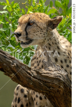 Close-up of cheetah sits amongst leafy bushes 66338123
