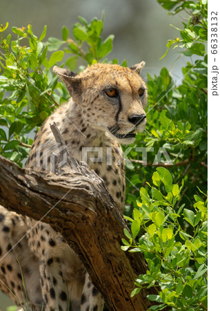 Close-up of cheetah looking through leafy bushes Close-up of cheetah looking through leafy bushes 66338132