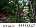 森に咲く白い花 66338387