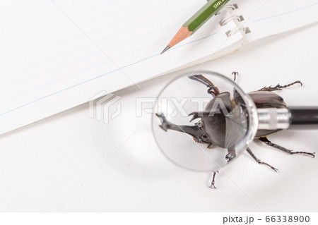 【カブトムシのオス】 66338900