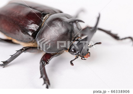【カブトムシのオス】 66338906