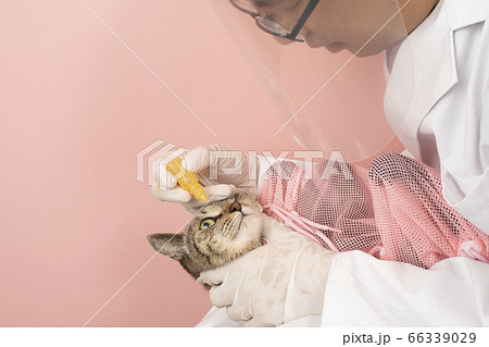 フェイスシールドをして猫に目薬をさす獣医の手元の写真素材