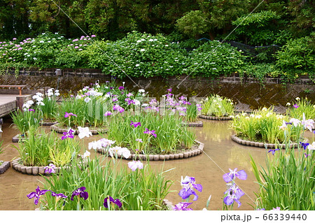 みやこ町豊津の花菖蒲たち 66339440