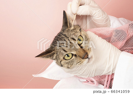 猫の耳掃除をする獣医の手元の写真素材
