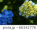 あじさい 66342776