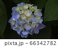 あじさい 66342782