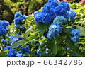 あじさい 66342786