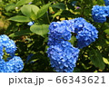 あじさい 66343621