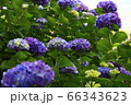 あじさい 66343623