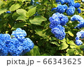 あじさい 66343625
