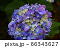 あじさい 66343627
