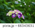 あじさい 66343631