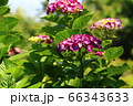 あじさい 66343633