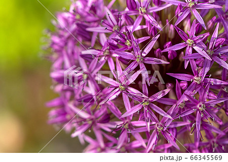 アリウム グローブマスター アリウム グローブマスター 66345569