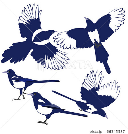 カササギ カササギ 66345587