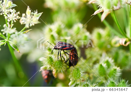 アカスジカメムシ アカスジカメムシ 66345647