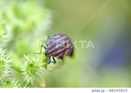 アカスジカメムシ アカスジカメムシ 66345655