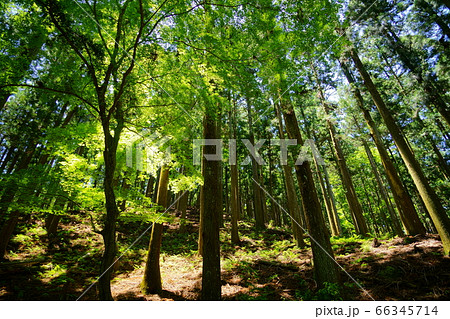 奈良奥山ドライブウエイ 若草山原始林１４の写真素材